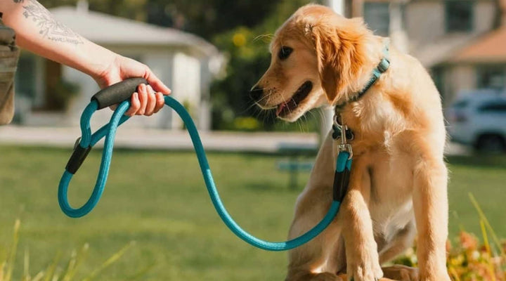 How To Hold A Dog Lead Correctly: The Safest Techniques