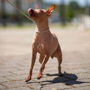 Brown dog being reactive on the lead