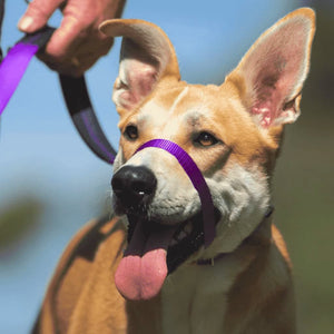 Medium sized dog wearing a purple Canny Collar during walking training on lead