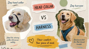 Dog head collar versus dog harness comparison showing a Golden Retriever wearing a headcollar and another wearing a harness, with notes on suitability for strong pullers and flat-faced breeds.