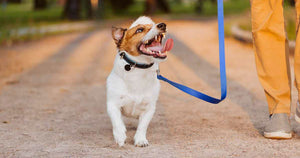 A happy, smiling puppy walking on a lead by his owner's side along a path.
