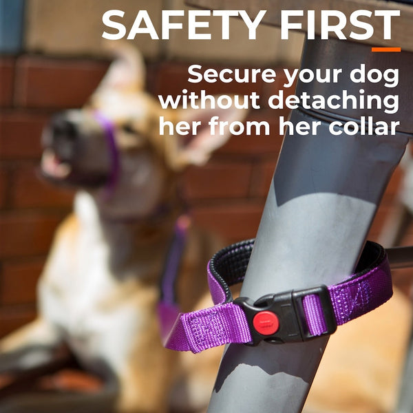 Purple anti-escape lead secured around table leg with buckle in handle, dog in background, without detaching lead from collar.