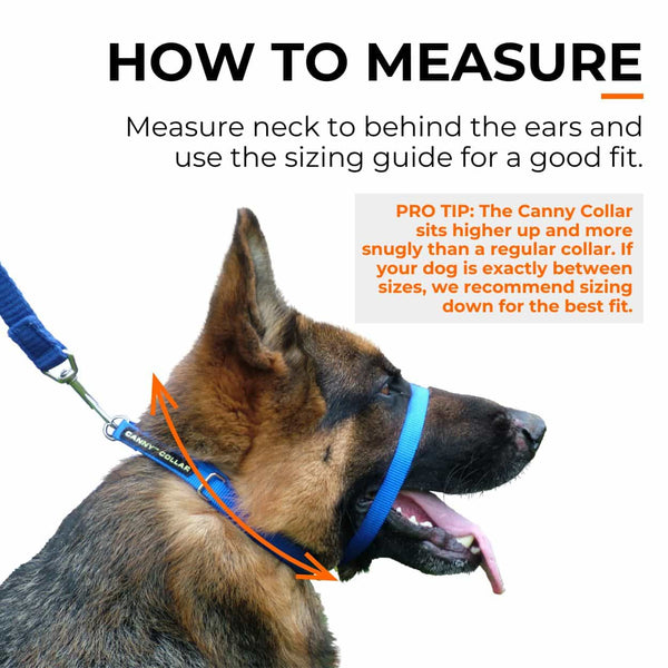 How to measure your dog's neck for the correct fit of Canny Collar